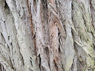 Textured wooden background with deep depressions. Bark of an old tree in close up showing green moss