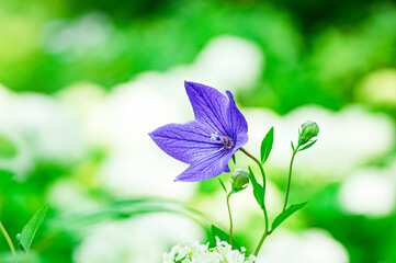 初夏に咲く鮮やかなキキョウ