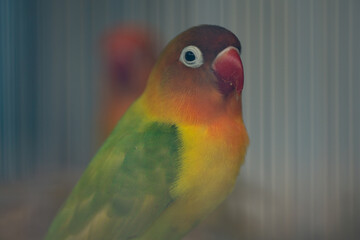 Colorful Exotic Lovebird Close Up in Cage, Bird Photography
