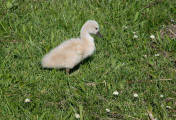 Junger Höckerschwan