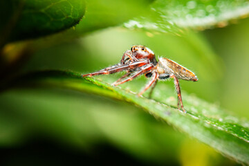 Black-thighed Jumping Spider.