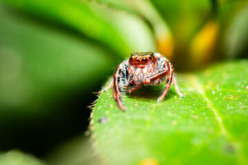 Fototapeta premium Black-thighed Jumping Spider.