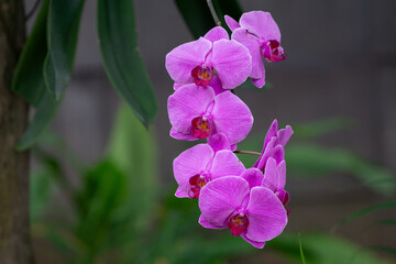 Fototapeta premium Close Up of Beautiful Purple Orchids with Green Leaves Background in public park