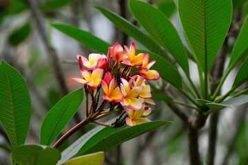 Colorful Frangipani Plumeria Flowers Blossoms Amidst Green Leaves in public park