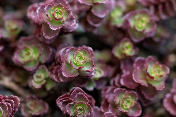 Suculentas burdeos y verdes 