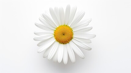 Beautiful white Daisy on white background, 