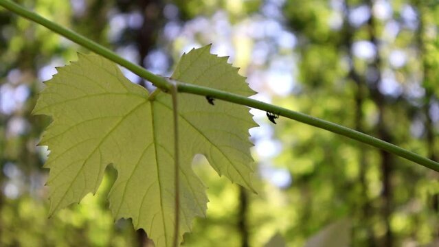 Invasive Threat: Lanternflies on Grapevine. Two spotted lanternflies perch on a grapevine stem, their presence highlighting the growing threat to agriculture and ecosystems.