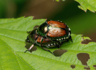 Mated Pair of Japanese Beetles