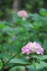 可愛い梅雨のピンクのアジサイの花 縦