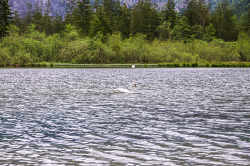 Duck, Swan in Almsee, Austria