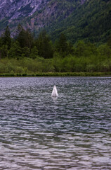 Duck, Swan in Almsee, Austria