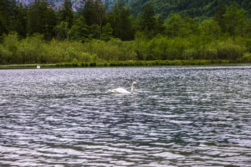 Duck, Swan in Almsee, Austria