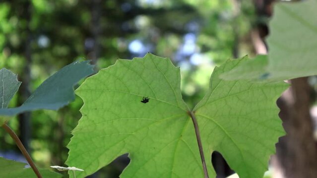 Tiny Intruder: Spotted Lanternfly Nymph on Grape Leaf. A spotted lanternfly nymph, a destructive invasive pest, rests on a vibrant green grapevine leaf, highlighting the threat to agriculture.