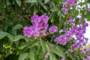 Lagerstroemia speciosa (giant crepe-myrtle, Queen's crepe-myrtle, banabá plant, or pride of India, or 