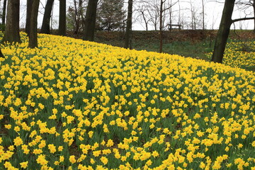 Obraz premium Daffodil flowers on a woodland hill