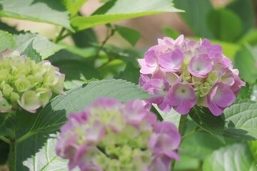 Fototapeta premium 梅雨の木蔭のピンクの紫陽花