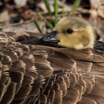 Goslings Images Browse 48 518 Stock Photos Vectors and Video Adobe Stock