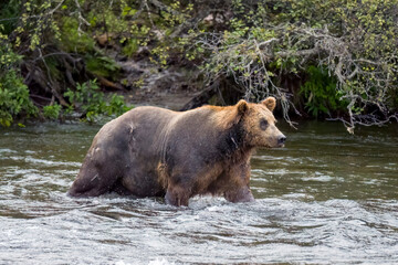 Large male Brown Bear #151 Walker in Brooks River, Alaska.