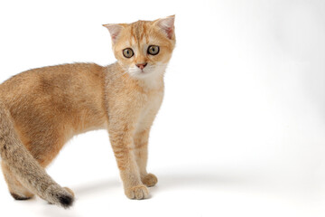 Golden orange British shorthair kitten feline actve playing waking running curious