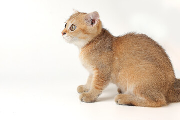 Golden orange British shorthair kitten feline actve playing waking running curious