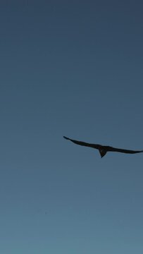 condor flight in ca&ntilde;on de colca, peru