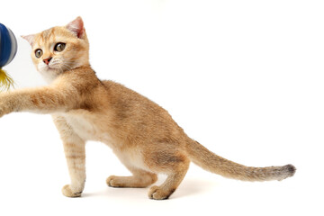 Golden orange British shorthair kitten feline actve playing waking running curious