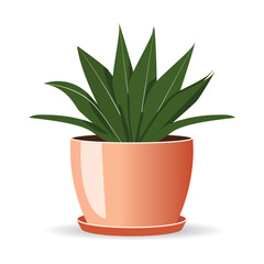 House plant in ceramic pot. Flower in pot isolated on white background.