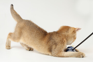 Golden orange British shorthair kitten feline actve playing waking running curious