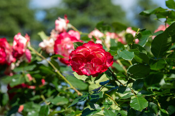 薔薇　ユーピアーナ