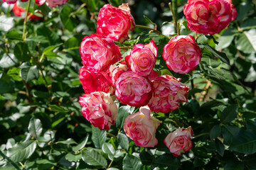 薔薇　ジュビレデュ プリンセス モナコ