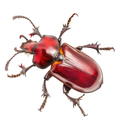 side view of stag beetle isolated on white png