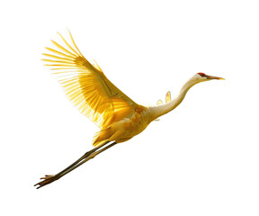 Fototapeta premium Golden_crane_flying.