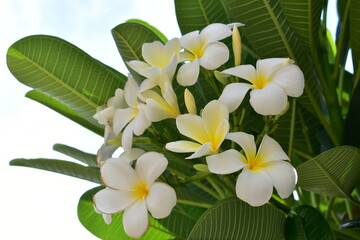 beautiful white frangipani flower blooming in springtime, natural background