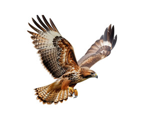 Golden_hawk_flying