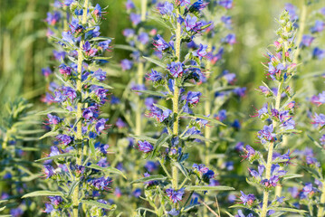 Obraz premium viper's bugloss, blueweed, echium vulgare flowers closeup selective focus