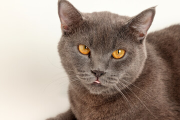 Blue grey adult British shorthair cat feline resting lying looking relax lazy