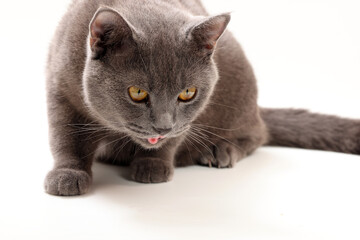 Blue grey adult British shorthair cat feline resting lying looking relax lazy