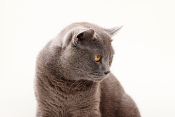 Blue grey adult British shorthair cat feline resting lying looking relax lazy