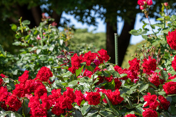 薔薇　ユーピアーナ