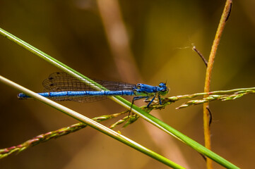 Blue Damsel Fly resting on a grass blade on an early summer day_06232007_09.