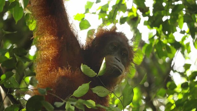 a low angle close up of an orangutan chewing something in the rainforest of gunung leuser national park on sumatra, indonesia