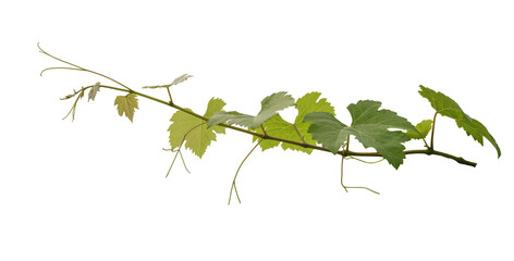 Green Vine leaf ivy plant isolated on white background