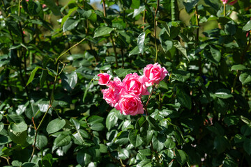 薔薇 クィーン エリザベス