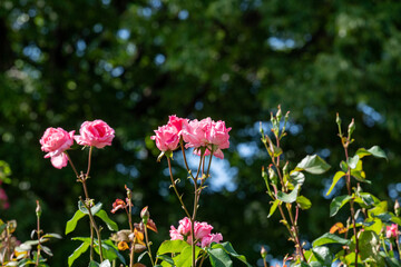 Fototapeta premium 薔薇 クィーン エリザベス