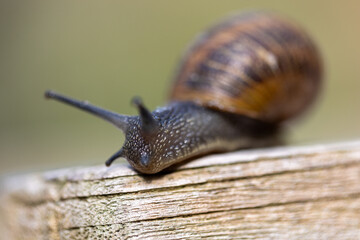 A detailed photograph captures a snail on a wooden surface in its natural habitat, highlighting the beauty of wildlife