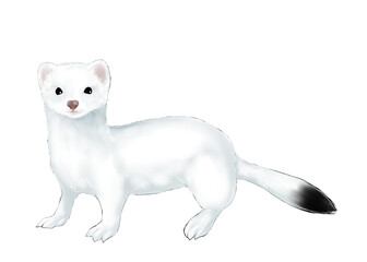 Illustration of stoat with winter fur