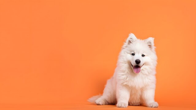 Samoyed puppy sitting on a solid orange background with space above for text