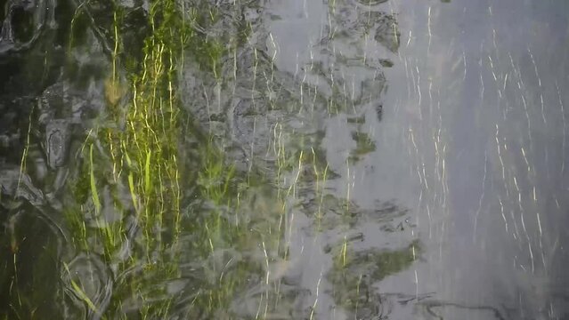 Algae sloshing in the water