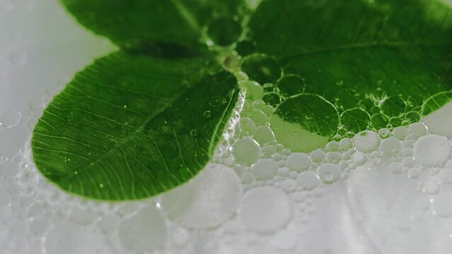 Organic serum. Oil liquid. Defocused green fresh leaves wrapped by soap bubble gel cell texture fragrant aroma bath abstract background.