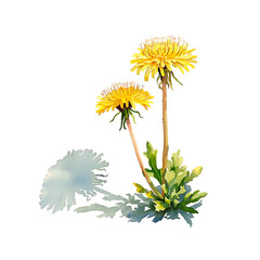 Obraz premium Watercolor illustration of dandelion and dandelion fluff on white background.